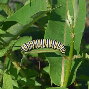 monarch butterfly caterpillar, larva, worm-2787009.jpg